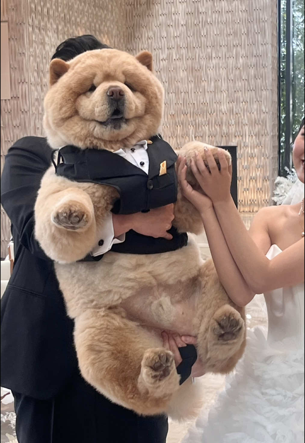 #リングドッグ #チャウチャウ　#wedding #chowchow #fyp 