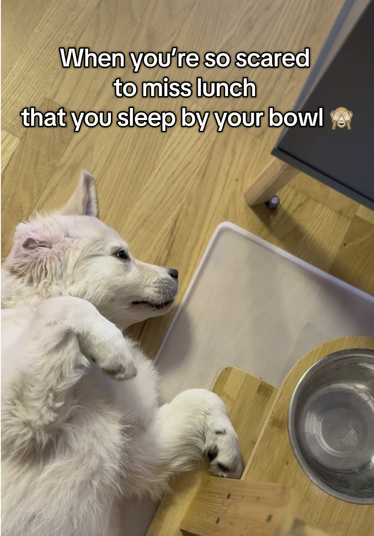 No one’s starving Luna. In fact, it’s the opposite. She just feels eternally unfed 🙈😅 #FoodLover #dog #puppies #cutedog #goldenretriever #pets 
