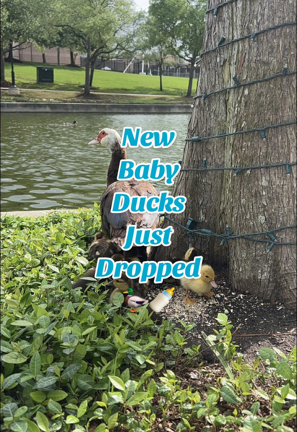 Thank you for your support 🐣 #ducks #babyducks #healthyduckfood #ducksnacks #newbabies #fyp 