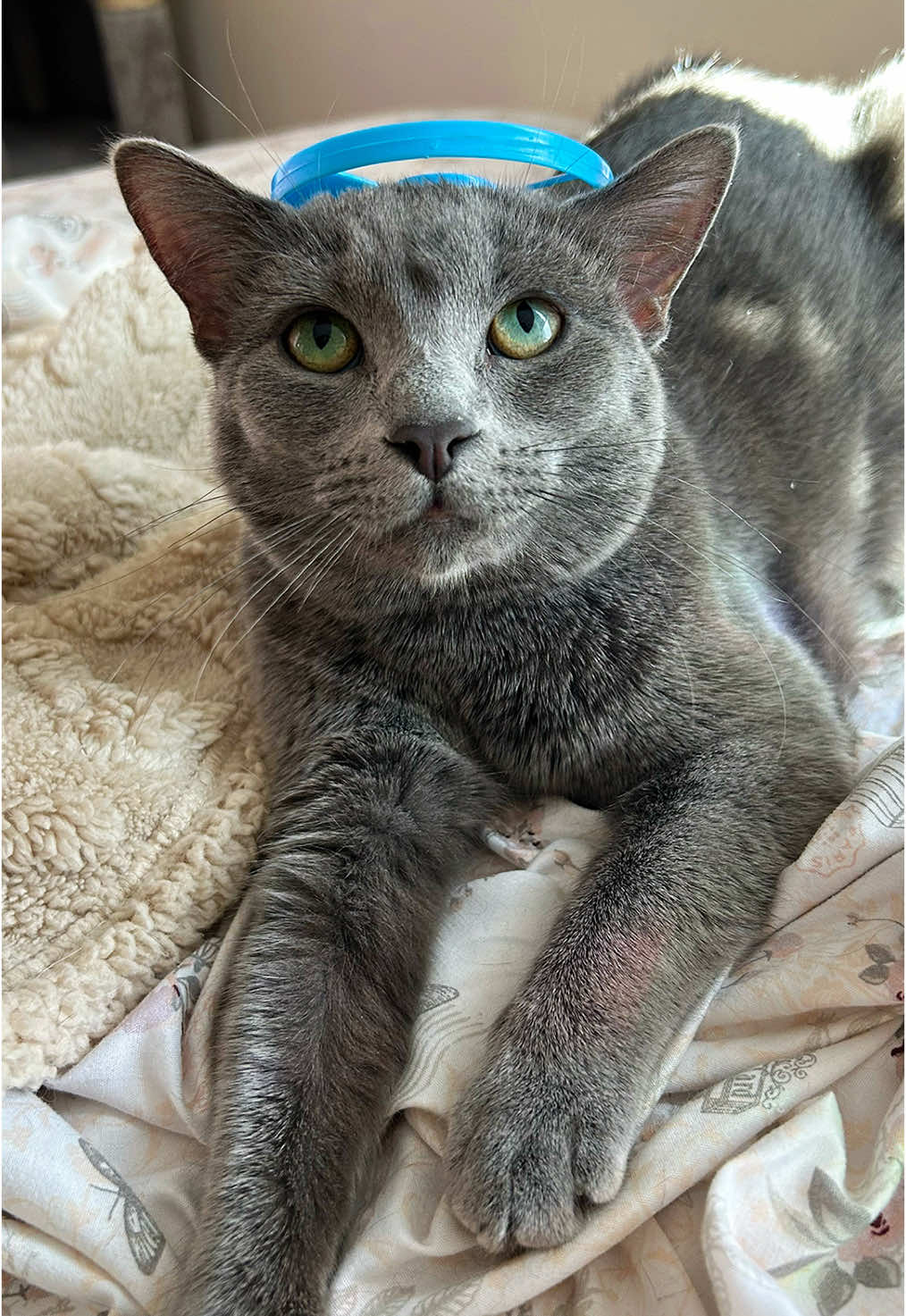 Mouse and her favorite toy. #kitten #cute #pretty #mouse #cat #toy #photo 