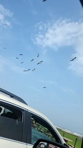 #gaviotas 