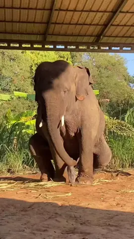 WHATS BRO DOING???#viralvideos #viral #fpy #fpyシ #fpyツ #fpy_tiktok #LOL #Funny #funny #CapCut #africa #Africa #olifant #zuidafrika 