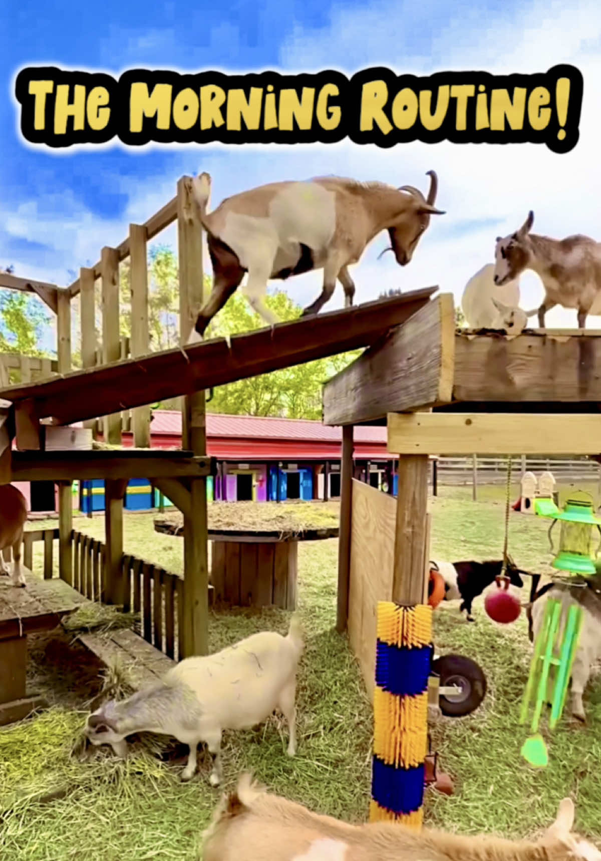 Do you think the animals dreamed of their Enrichment House all night🥹also…do you think our new morning routine is going to be the animals straight up ignoring me and running right past me to go rush off to play with their toys in their enrichment house because they obviously love their toys more than me now?!😭😭😭😹 BTW If you want to watch this cute chaos LIVE 24/7 go s!gn up for our live-streaming animal cameras on our w3bs!!te 😻🎥 #morningroutine #farmanimals #animals #cuteanimals #happyanimals #funnyanimals #animalsoftiktok #goatplayground #animaltok #alyssasanimalsanctuary 