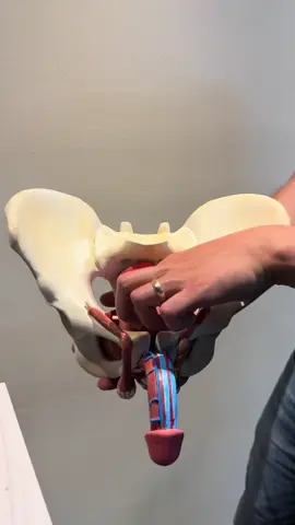 Modelo suelo pélvico masculina, con recto vejiga y uretra, echo en impresión 3D y pintado a mano #Impresion3D #AnatomiaHumana #Medicina #Educacion #Innovacion #Modelo3D #Salud #TikTokScience #biomodelos #anatomy #humanbody #medlife #pelvicfloorphysicaltherapy #biomedicalscience #urology #Ciencia 