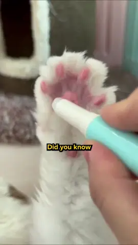 Personality from their paws?!?! 🙀