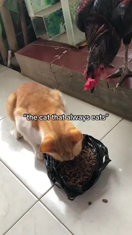 begitulah #cat #catsoftiktok #catorange 