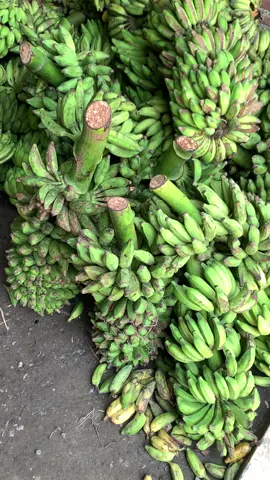 Sale kering “sari alam” 