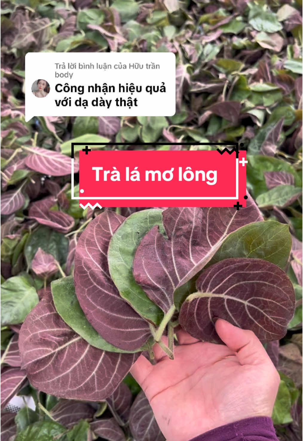 Trả lời @Hữu trần body có bà nào thử qua mấy lá này chưa ?