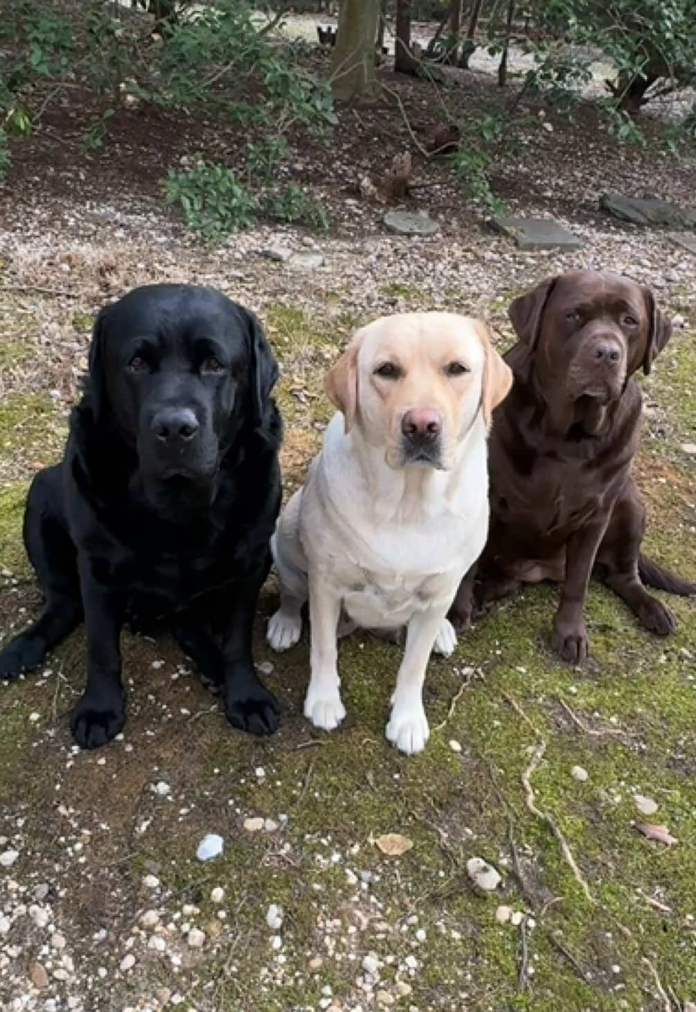 Faces🖤💛🤎#labs #labrador #dogs #dogsoftiktok #lovemydog #foryoupage #fyp #for #beautiful #bestdog 