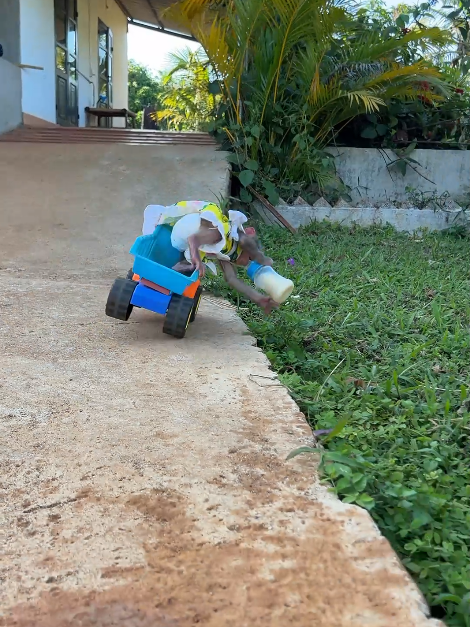 Baby monkey Moon got into trouble with the car because he was busy drinking milk. #monkey #cutemonkey #babymonkey #monkeydluffy #monkeysoftiktok  #animal 