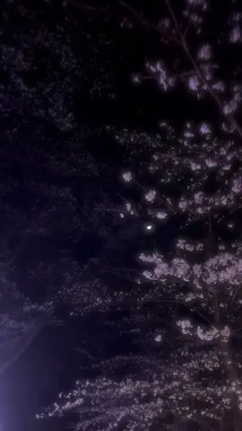 春の匂い。 #高校生 #07 #桜 #夜桜 #風景 #雰囲気 