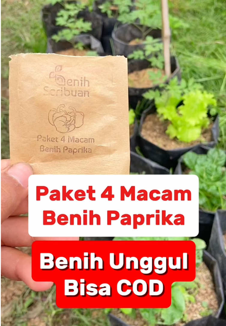 Penasaran dengan benih Paprika, sobat bisa ambil paket 4 macam benih Paprika #benih #benihunggul #benihseribuan #benihsayuran #berkebun #benihsayuran #urbanfarming #belilokal #cuantanpabatas #lebaranekstrasale #fypシ゚ 