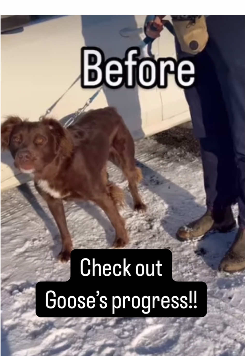 💪 As requested, here is the update on Goose! 😱 Insecure dogs often develop fear aggression as a defensive response to perceived threats. When a dog lacks confidence, whether due to poor socialization, past trauma, or inconsistent leadership, they become hyper-aware of potential dangers. Their fight-or-flight response is easily triggered, and if they feel cornered or unable to escape, they resort to aggression as a way to create distance. ⚠️ Fear-aggressive dogs typically show warning signs like lip licking, whale eye, or freezing before escalating to growling, snapping, or biting. Balanced training addresses this by building the dog's confidence through clear structure, leadership, and exposure to controlled stressors. Proper socialization, obedience training, and calm, assertive handling teach the dog to trust their handler and make better choices under pressure. By reinforcing stability and security, we can transform an insecure, fear-aggressive dog into a more balanced and predictable companion. 🐕 Though there is always work to be done, we couldn't be more proud of Goose, the Labrador mix, and his people and how they embraced benevolent leadership! #leashtraining #offleashtraining #DogTraining #puppytraining #labradormix  #doglovers #dogtrainer #obediancetraining #dogtrainingadvice #dogtrainingtips #DogTraining #dogloversclub #dogbehavior #dogmomlife #dogdad #doglife #bergencounty #bergencountynj #gretatrainsdogs #GTD