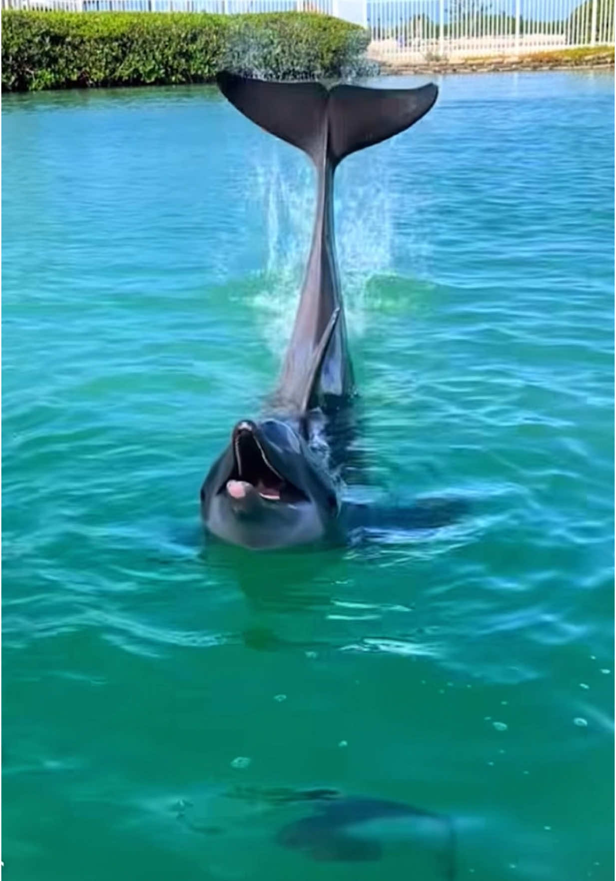 The happiest dolphin I have ever seen ❤️😂 #nature #wildlife #dolphin 