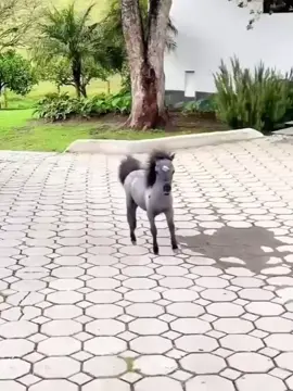 #Smart little steps. #Cute little pony.