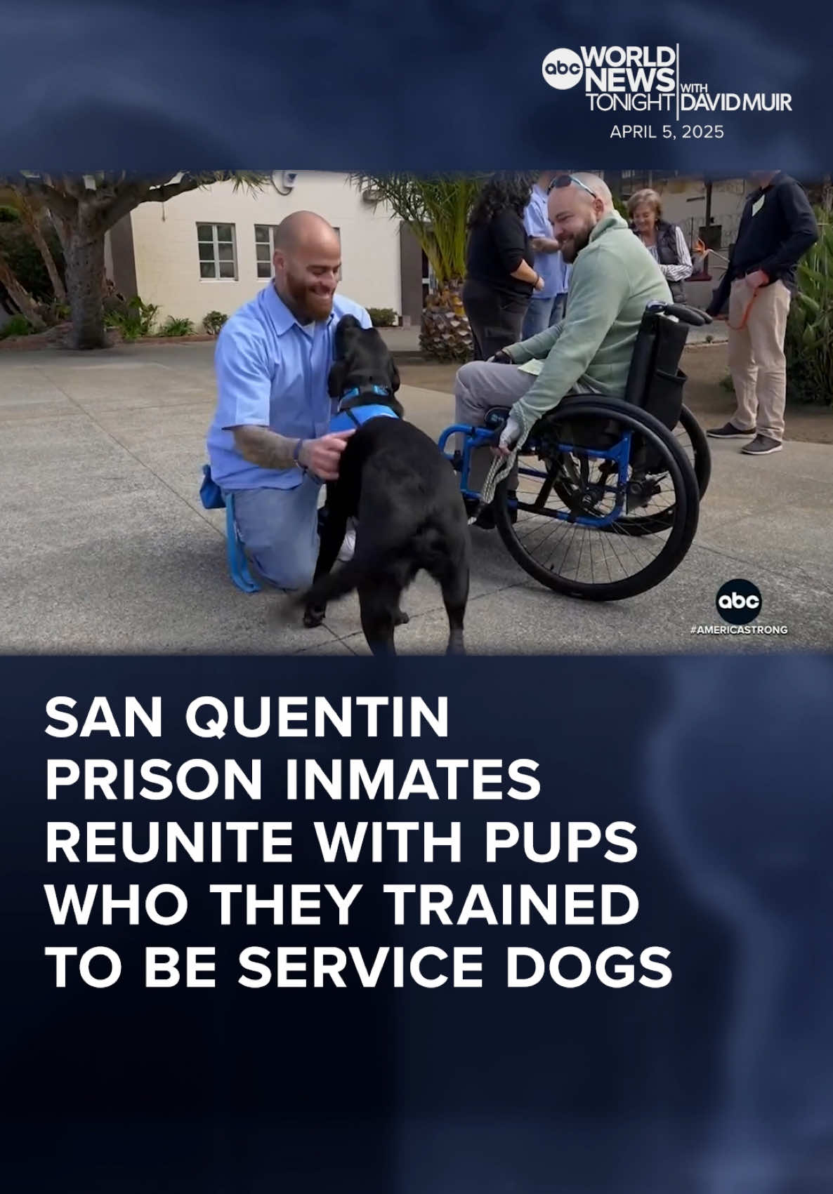 An emotional moment at San Quentin prison in California played out when 2-year-old black Labradors were reunited with inmates Jared Hansen and Chase Benoit, who helped train the pups to be service dogs for people with disabilities. Whit Johnson shares the story. #WorldNewsTonight 