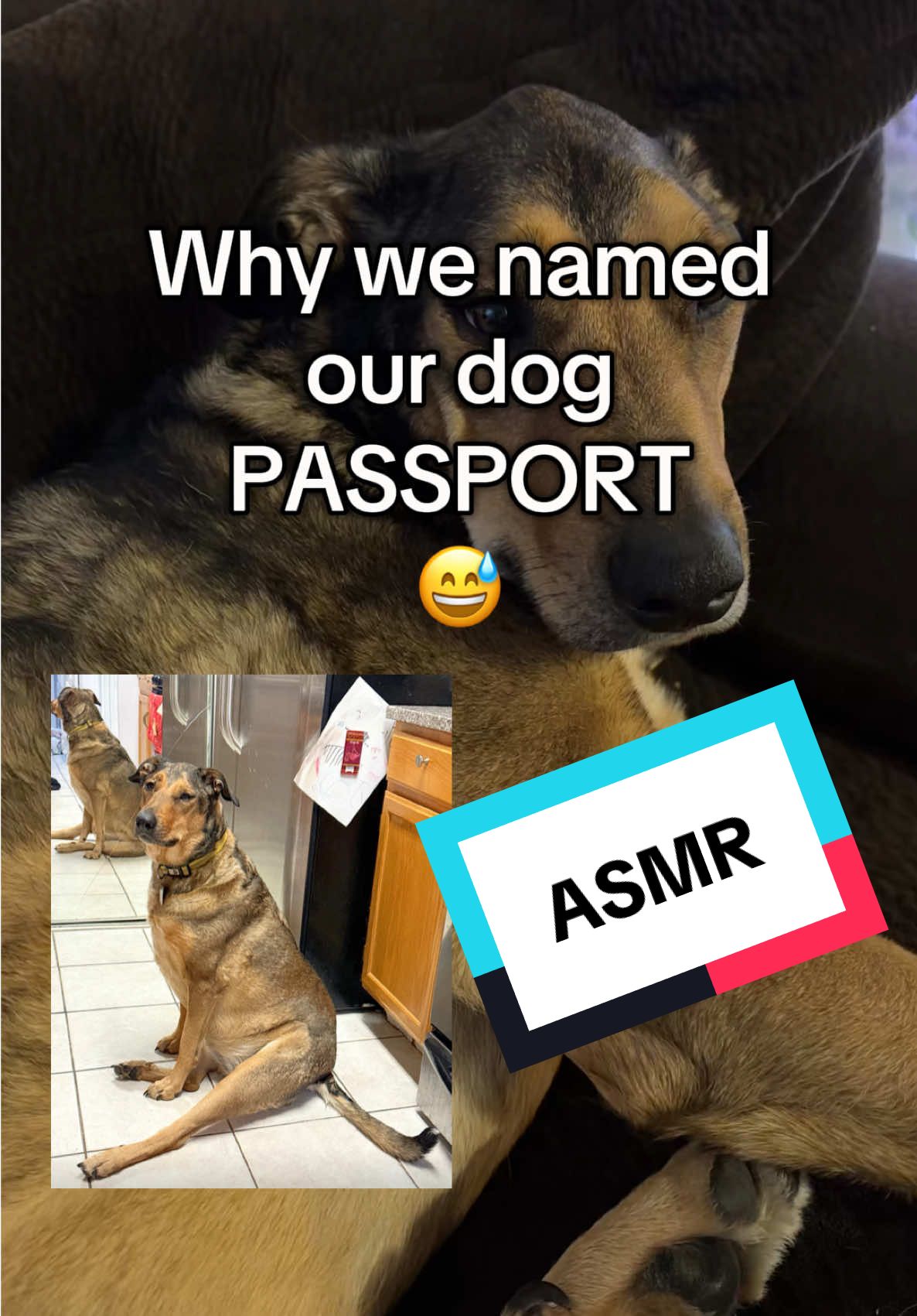 Introducing you to my dog, Passport. And explaining her unique name! While giving her pets and personal attention that put her to sleep🥹😍 #asmrvideo #asmr #asmrwhispering #jewelryasmr #asmrcommunity #bestlifebybrooke  #asmrsounds #asmrwhisper #relaxingasmr #relaxing #asmrsounds #dog #dogs #asmrdog #storytime #asmrstorytime #asmrwhispers #asmrsoftspoken #softspoken #softspokenasmr #personalattention #uniqueasmr 
