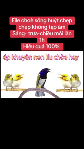 File này hay dễ học cho ae về ép khuyên non #xuhuong #chimvanhkhuyen #dammechimcanh 