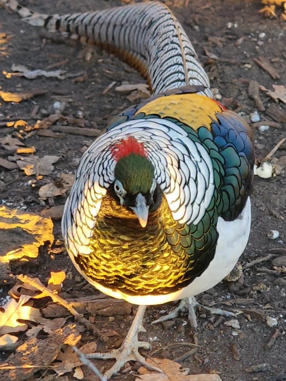 Lady Amherst's Pheasant  #pheasant #gamebirds #poultry #ornamental #prettybird 