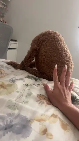 Ya jatoh si endut #poodletiktok