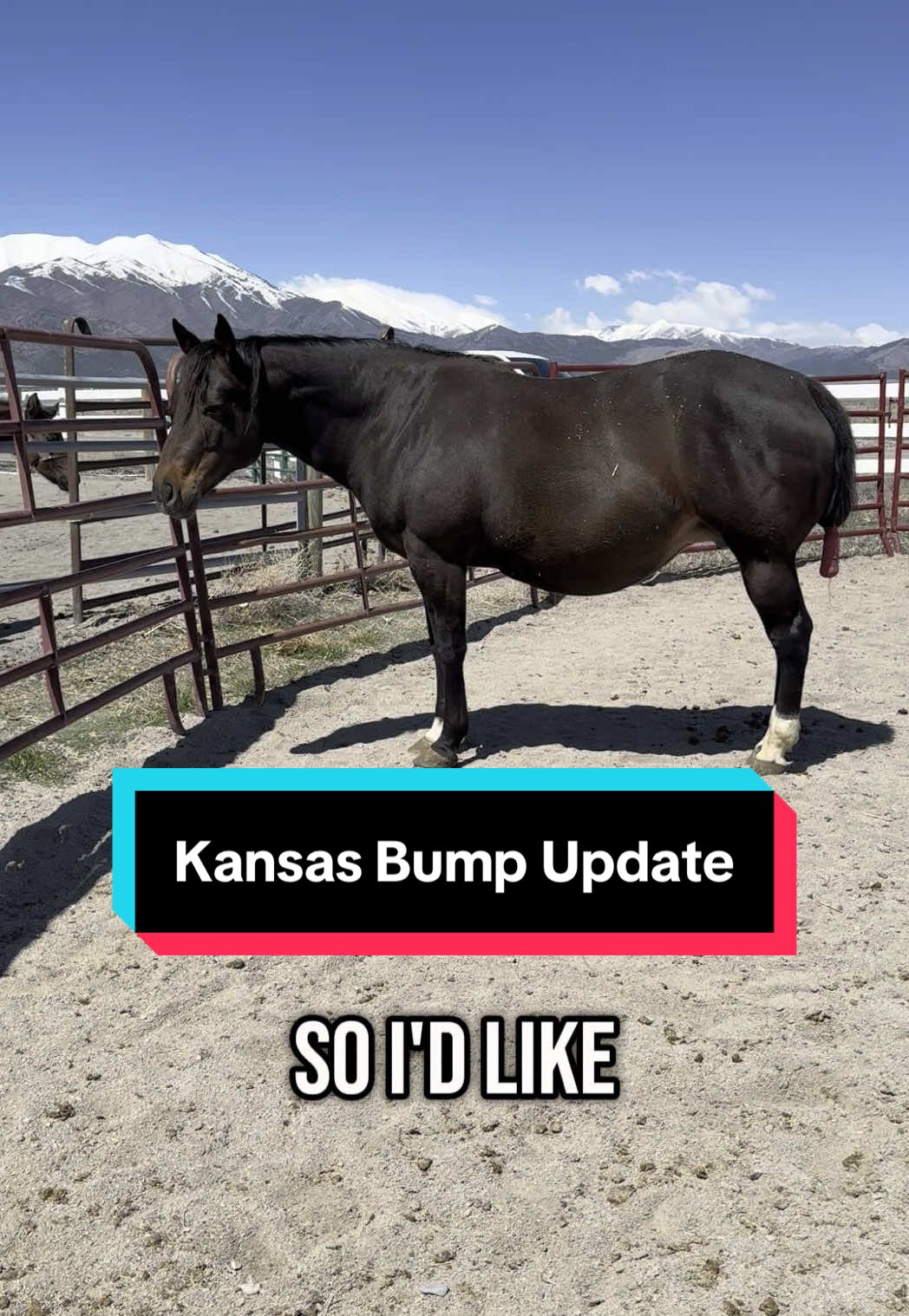 Mama be looking LARGE! #horse #horsesoftiktok #horsetok #fyp #barnlifeisthebestlife #farmlifeisthebestlife #toddlermom #foal #foalingseason #bumpupdate 