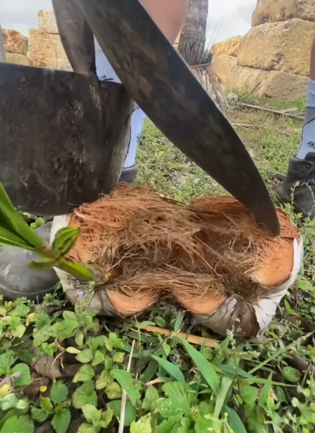 Cara memilih buah kelapa yang didalamnya terdapat tombong kelapa #buahkelapa #tombongkelapa #kentos #fyp