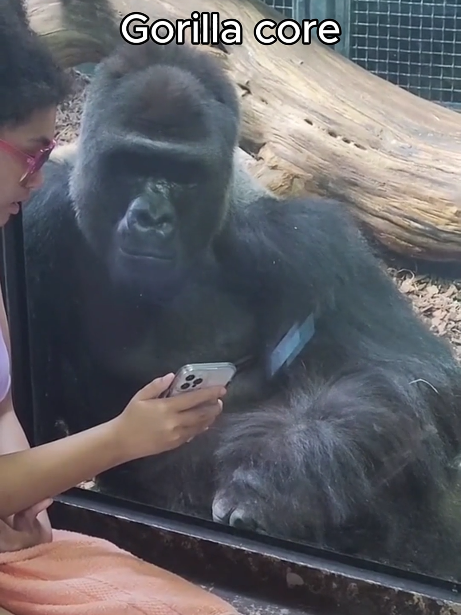 Gorilla core 🦍 | #gorilla #monkey #core #animalcore #gorillacore #monkeycore #cuteanimals #funnyanimals #funnymonkey