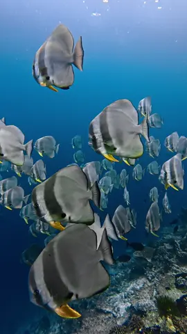 Meet the batfish – the ocean’s coolest swimmer . . . . . #batfish #ocean #fish #fyppppppppppppppppppppppp #fish #fyp #followers➕ #like #viral #maldives #scuba #sea #wild #marinelife #viralvideo #viraltiktok 