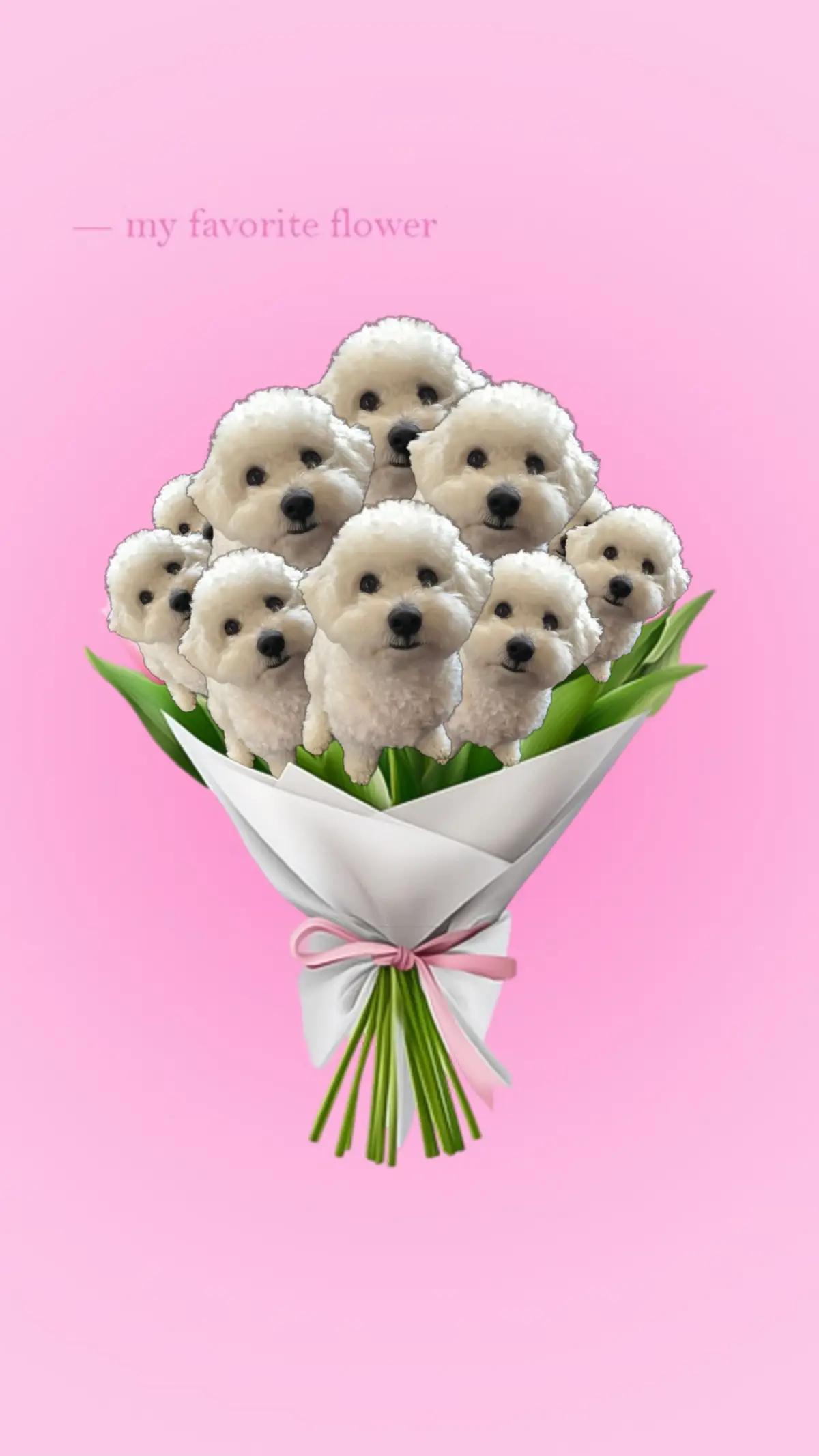 My favourite flower 💐  #bichon#bichonfrise#doodletales#shabbychic#cottagedecor#sittingroom#cottagecoreaesthetic#labreadoodle#puppy#beachphotography#mobilephotography#motivation#Dog #DogsOfInstagram #bichon#Puppy#Dogs#Pet#InstaDog#Dogstagram#Petstagram#DogLover#dogoftheday 