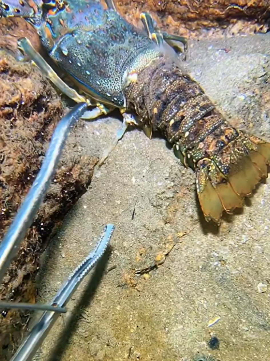 #diving #crab #catchthesea #seaside #seafood #fish #eel #lobster #seangsolofishing