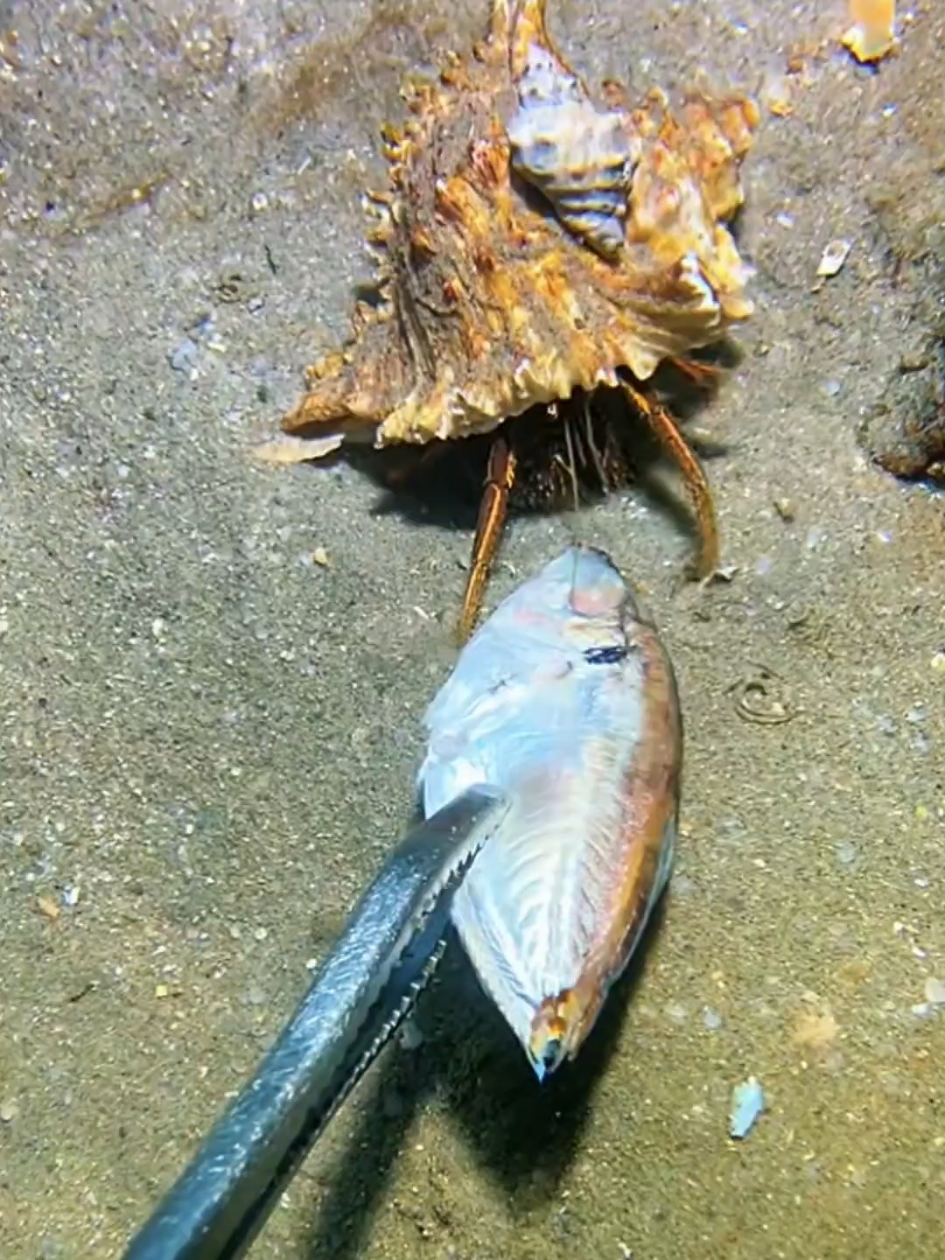 #diving #crab #catchthesea #seaside #seafood #fish #eel #lobster #seangsolofishing