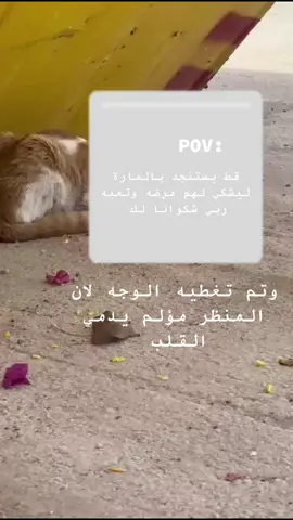 #اكسبلور #عيادة_جرس_البيطرية #قط #انقاذ قط شارع بحاجه إلى إنقاذ عاجل الصوت يشرح حاله وتعبه💔