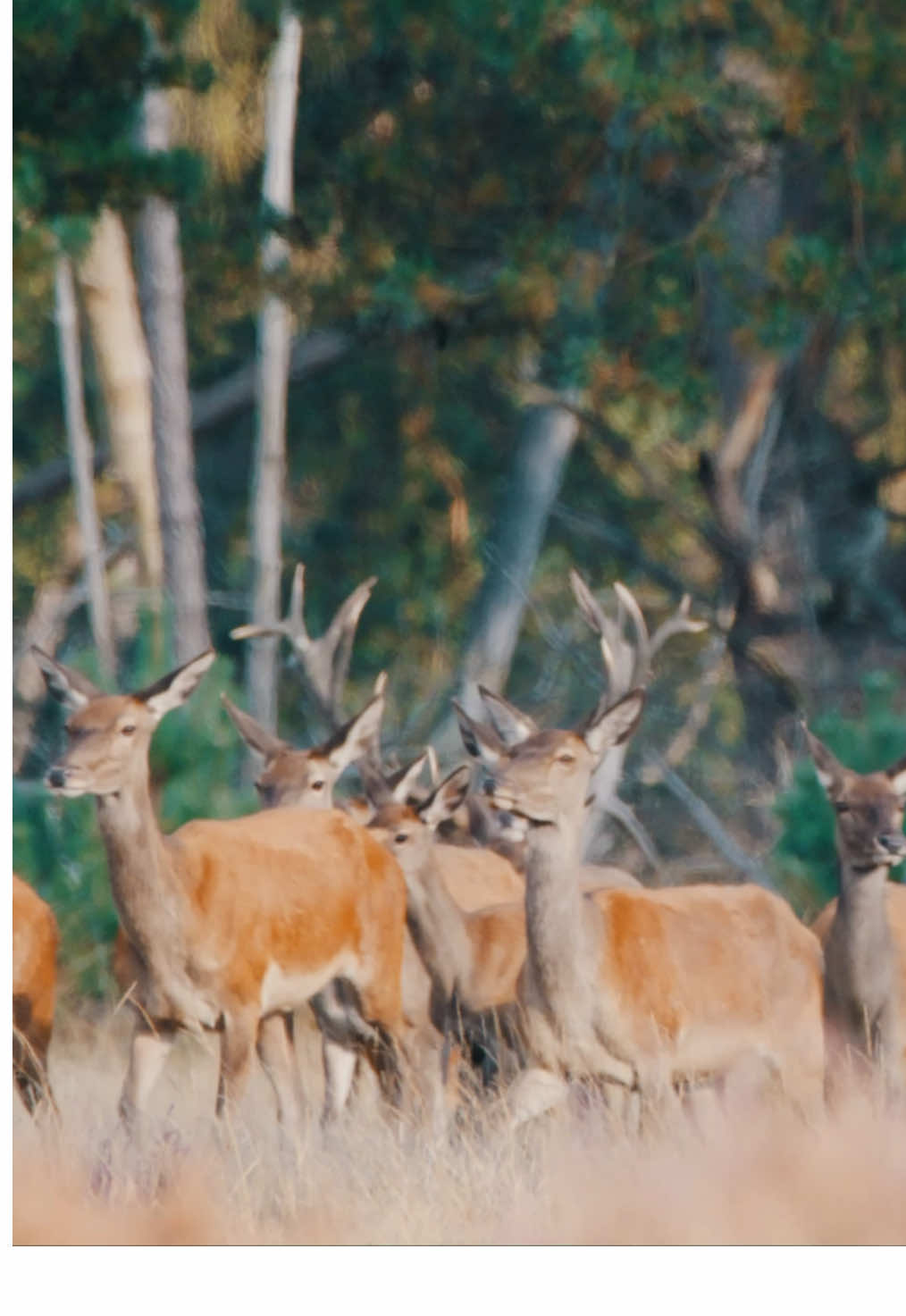 Le brame me manque déjà, pas vous? 😭🦌🎥 #cerf #cervidé #deer #wildddeer #reddeer #cerfelaphe #foret #forest #nature #naturesauvage #faune #faunesauvage #photographeanimalier #documentary #documentaire #foryou #pourtoi #tiktoknature #hunt 