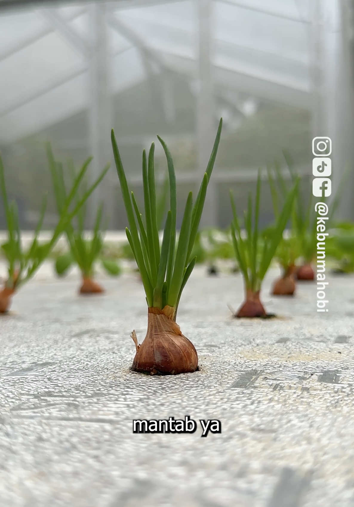 Cara tanam bawang merah di atas air - Hidroponik Rakit Apung #fypシ゚viral  #garden #berkebun #kebun 