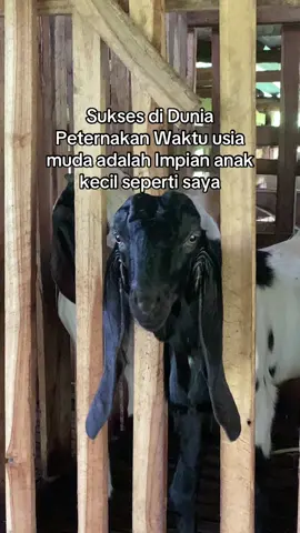 #bosmuda #peternakmuda #kambingpekaligesing #kambingjawarandu #katakatamotivasi #setorypeternakan 