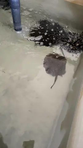 #viralvideo🔥 #foryourpages #foryoupage❤️❤️ #fyp #fypシ #foru #foryou #aquarium #stingray #for #for 