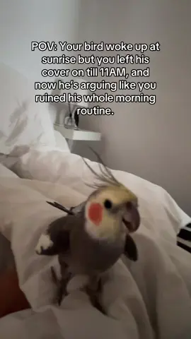 #angrybird #morning #cockatiel #arguing #bird #coockieandouioui #cockatielbirds #fyp #viral_video #tiktokviral 