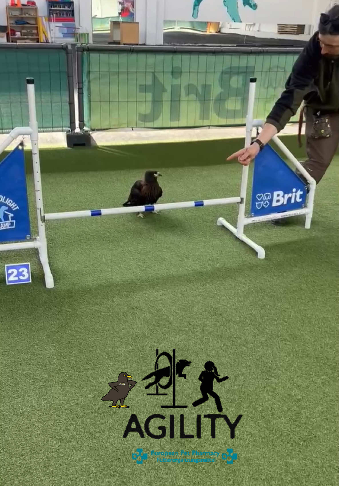 🇸🇰🇺🇸🇩🇪⬇️  🇸🇰 Povedzme si na rovinu, Benji nie je pes a asi nikdy nebude taký zdatný v agility ako jeho chlpatí kolegovia z @rsdc.sk , ktorých trénuje @_tinky_tinky_ … Ale za posledné mesiace a asi 10 tréningov (celkový čas? Tak 200 minút) sa už celkom naučil, čo má robiť. Aj keď občas vyletí na strop a zhodí pri tom zabudnuté loptičky – čím sa jeho prítomnosť stáva veľmi užitočnou! 😅🧹 Každopádne Benji má svoj štýl! 🐾🦅 #asturfalconry #sokoliarstvonaslovensku #sokoliarstvo #hawkquility #agility 🇺🇸 Let’s be honest, Benji is not a dog, and he’ll probably never be as skilled at agility as his furry colleagues from rsdc, trained by @tinky… But over the past few months and around 10 training sessions (total time? About 200 minutes), he’s actually learned quite a bit. Even though he sometimes jumps up to the ceiling and knocks down forgotten balls – which somehow makes his presence very helpful!😅🧹 Anyway, Benji has his own style!🐾🦅 #asturfalconry #falconry # agility #dogsport #asturfalconry #falknerei #agility #hundesport 🇩🇪 Mal ehrlich, Benji ist kein Hund und wird wahrscheinlich nie so geschickt im Agility sein wie seine pelzigen Kollegen von rsdc, die von @tinky trainiert werden… Aber in den letzten Monaten und nach etwa 10 Trainingseinheiten (Gesamtzeit? Ungefähr 200 Minuten) hat er schon ziemlich gut gelernt, was er tun soll. Auch wenn er manchmal bis zur Decke springt und dabei vergessene Bälle herunterwirft – was seine Anwesenheit irgendwie sehr nützlich macht!😅🧹 Wie auch immer, Benji hat seinen eigenen Stil!🐾🦅