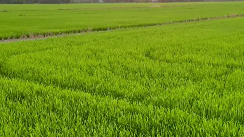 Thương em mấy núi cũng trèo…#canhchill #xuhuongtiktok #68kiengiang #canhqueyenbinh #mientay #binhyen 