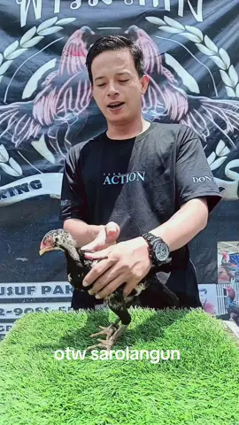 #CapCut #ayam #jambitiktok #jambi #blackbull #bangkok #fypシ #ayammodern #pakhoy #plucker #sarolangun 