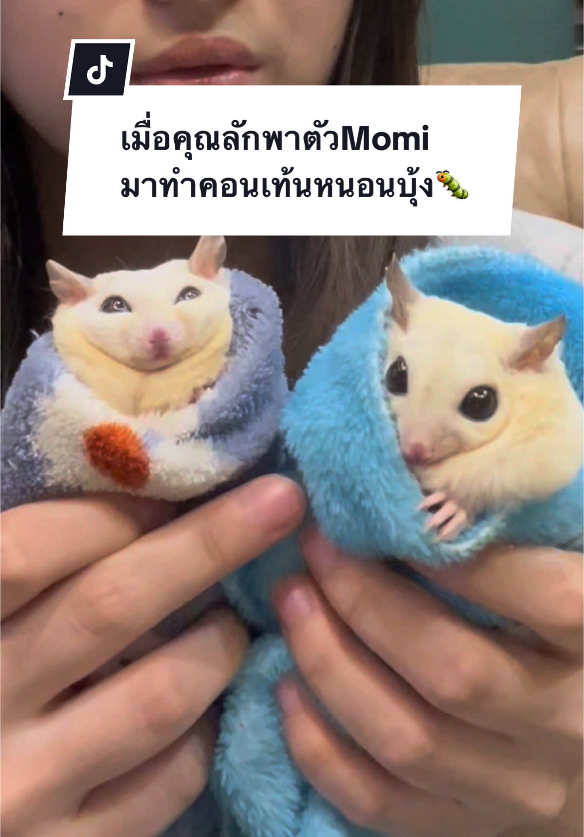 ทำไปได้นะนุด #โม่มี่ชูก้าเทวดา #ชูก้าไกรเดอร์ตลก #ชูก้าไกรเดอร์ #ชูการ์ไรเดอร์ #sugarglideroftiktok #sugarglider #สัตว์เลี้ยงน่ารัก #สัตว์เลี้ยงtiktok 