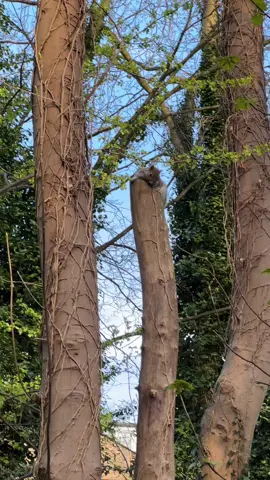 #squirreltok #alllivesmater 