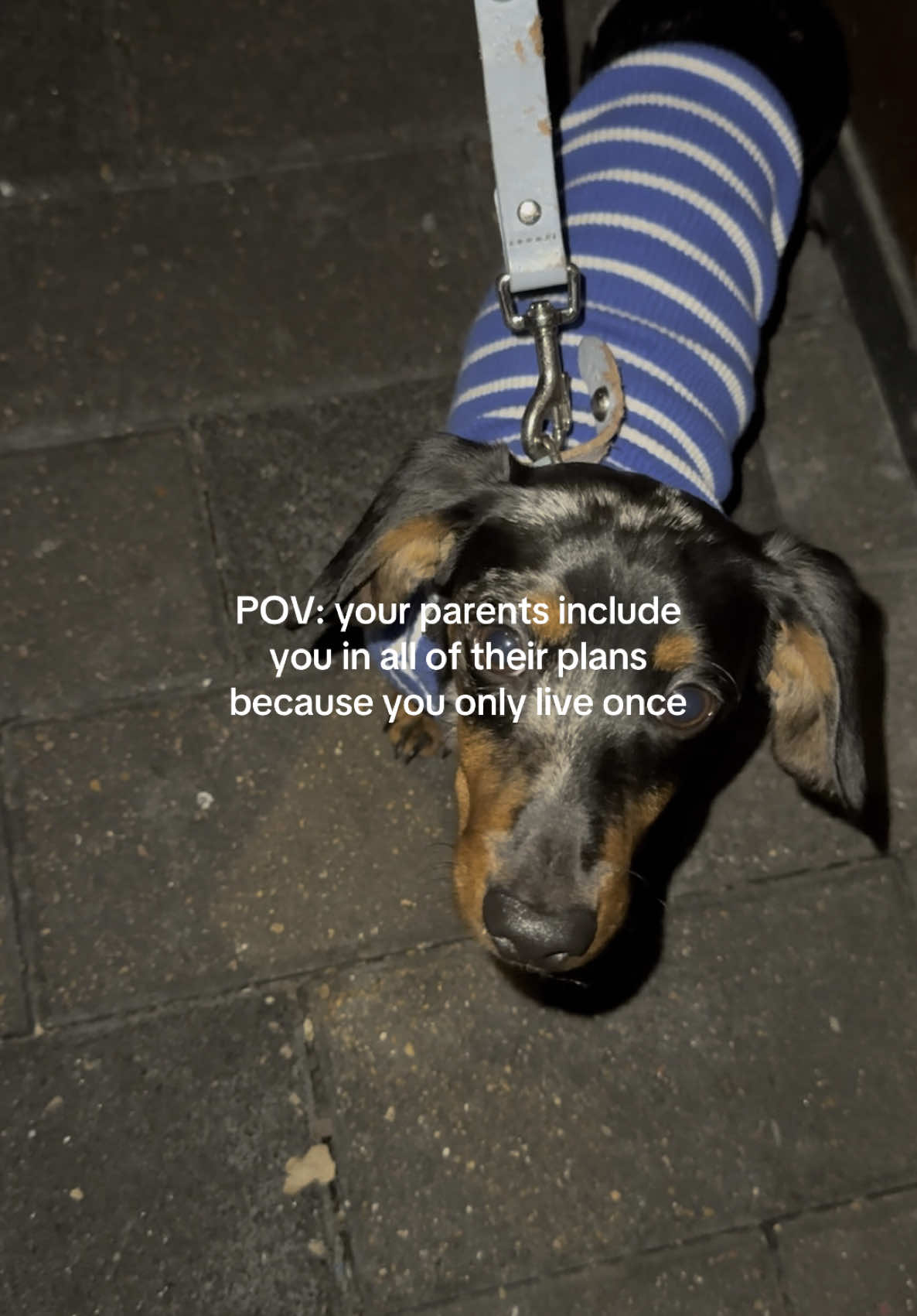 As long as we can include him he’s coming🥹                                                   #fypage #fyp #fypシ #dachshund 