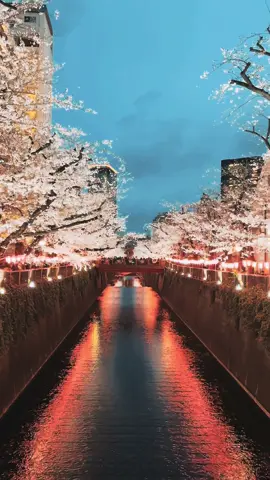 Walking by the Meguro River under glowing cherry blossoms feels like stepping into a dream of lights, petals and quiet flow of water. @Discover Japan 🇯🇵 @TokyoLife Channel  #MeguroRiver #SakuraSeason #CherryBlossoms #TokyoNights #SpringVibes #桜 #目黒川 #夜桜 #春の魔法 #벚꽃 #메구로강 #도쿄야경 #樱花 #目黑川 #东京之夜