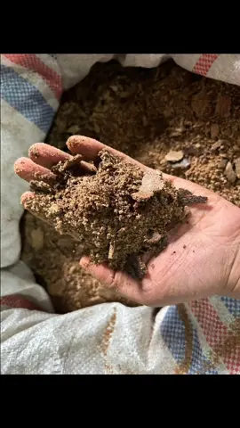 Bungkil kopra, hasil sampingan ekstraksi minyak kelapa, mengandung protein sekitar 16-25%, lemak 6-17%, serat 20%, karbohidrat 45%, dan abu 5%, serta energi metabolis sekitar 1525-2180 Kkal/g.  Bungkil kopra sering digunakan sebagai bahan pakan ternak, terutama untuk ruminansia dan unggas.  #bahan  #bahanpakan #bahankosentrat #kopra #bungkilkopra  #kelapa  #cilacap 