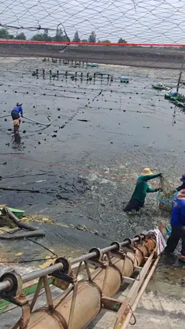 #บ่อกุ้ง #พาเชี่ยนกุ้ง🦐 #เพราะว่าเธอคือดวงใจ #วัยรุ่นบ่อกุ้ง🦐🦞 #เด็กเลี้ยงกุ้ง #เลี้ยงกุ้งความเค็มต่ำ #กุ้ง #tictok #กุ้งขาว #ลูกกุ้งปะทิว🦐🦐🦐💯 #วัยรุ่นถังเหลือง #เทรนวันนี้ #จับกุ้ง 