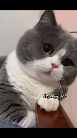 All I see is you 😺🎶 #foryou #Love #cute #goofy #fyp #creatorsearchinsights #thoseeyes #cats