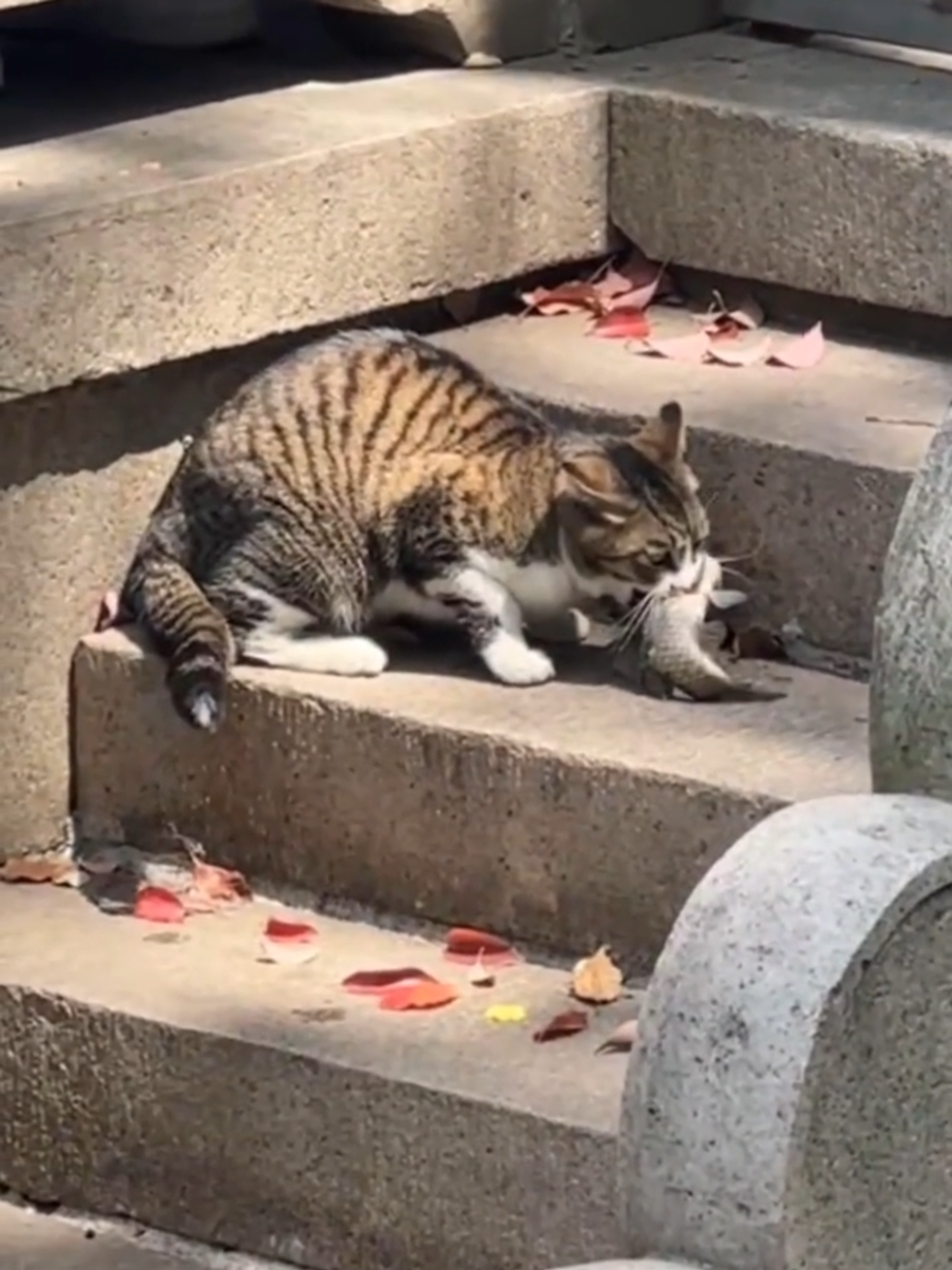 Cat hunting fish #cat #catlover #catsoftiktok #pets #petslover #foru #fyp