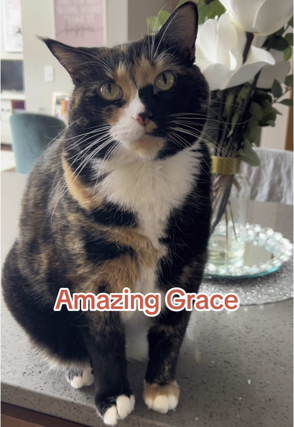 #violet #singingcat #mew #amazinggrace #song #cat 