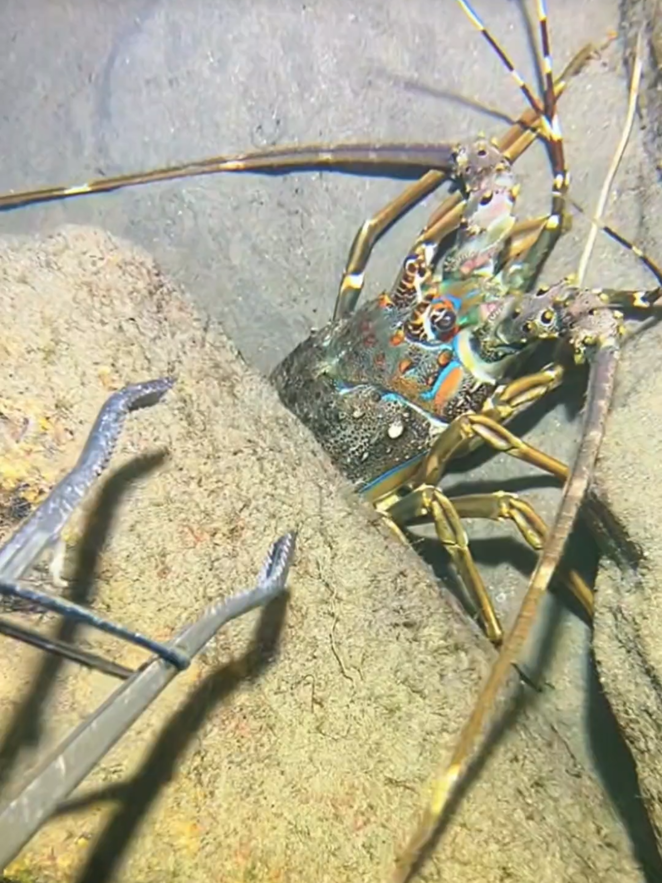 #diving #crab #catchthesea #seaside #seafood #fish #eel #lobster #seangsolofishing